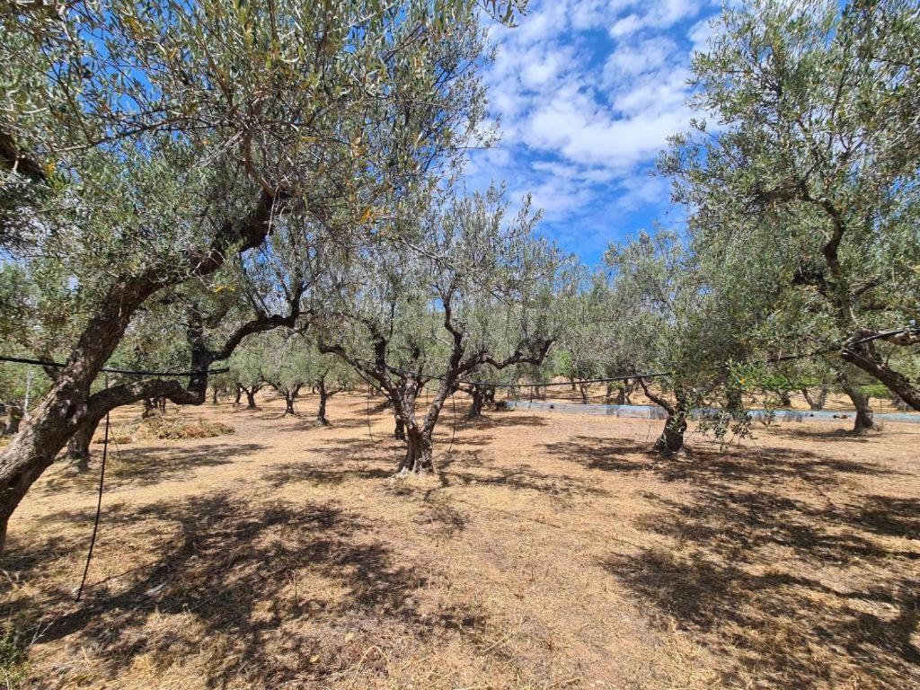 Paralia Demonias Το Κτήμα Της Ελιάς Του Τάκη 게스트하우스 외부 사진